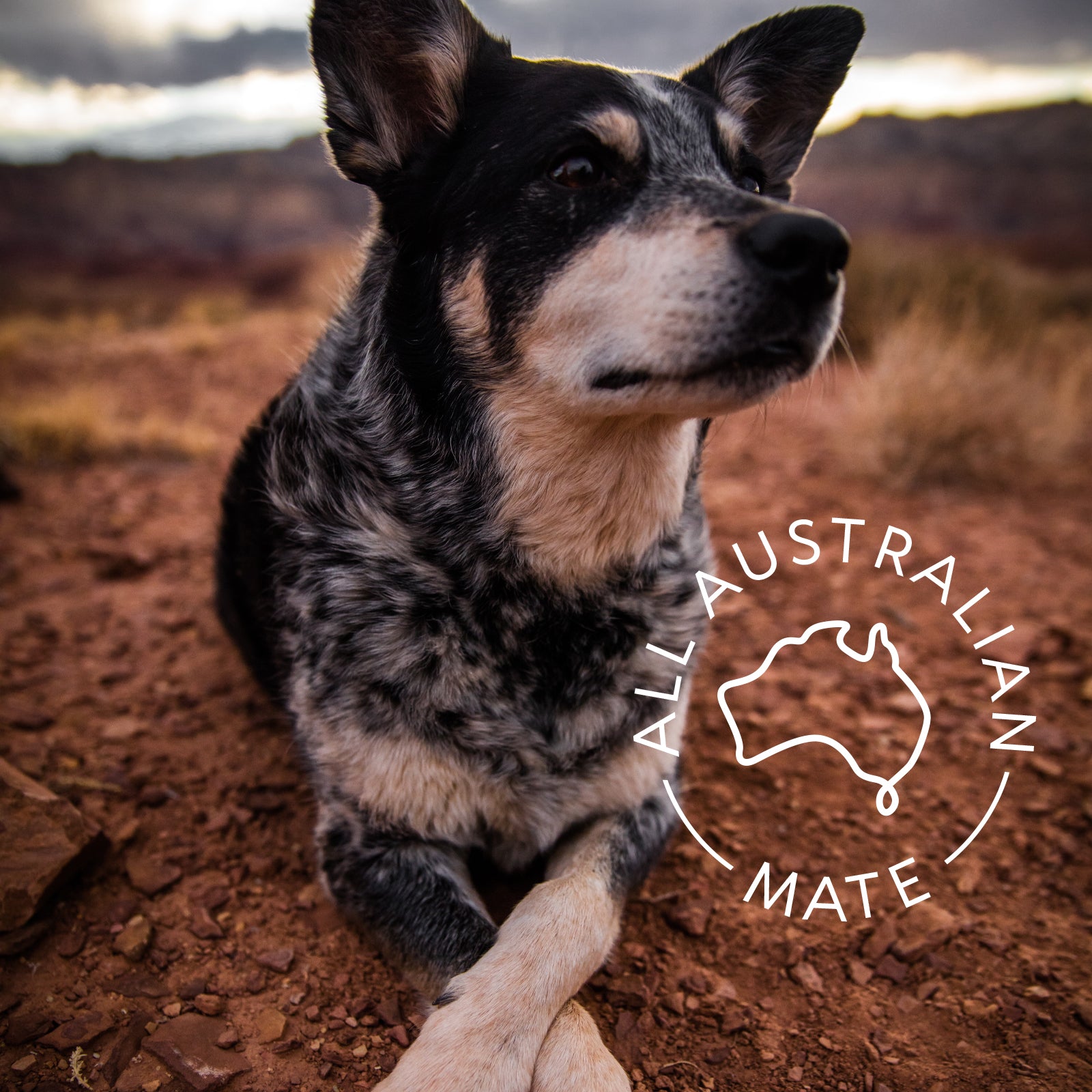 Australian Pet Organics Supaw Charge Your Buddy